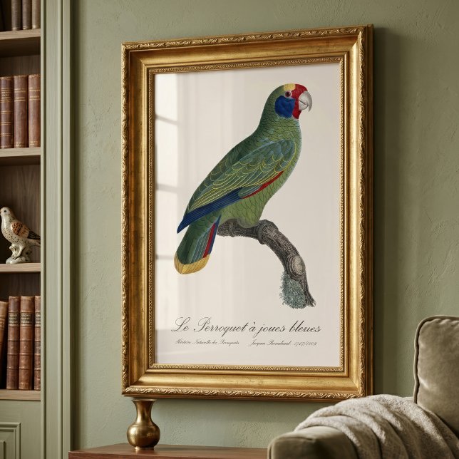 Impression Photo Perroquet à joues bleues / Amazone à queue rouge (Red-Tailed Parrot Amazon, Amazona Brasiliensis. Photo Print)