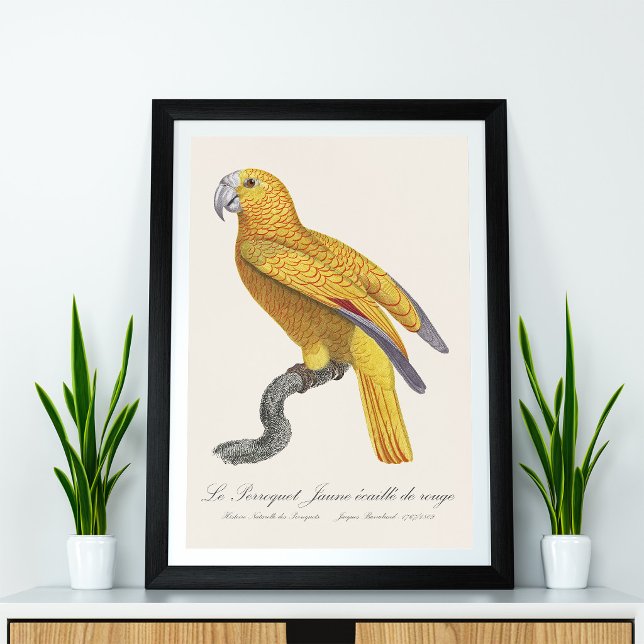 Impression Photo Perroquet de Paradis de Cuba, Psittacus Paradisi (Le Perroquet Jaune ecaille de rouge. Photo Print)