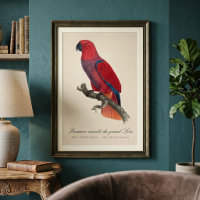 Perroquet Eclectus de Vosmaer, Eclectus Roratus Vo