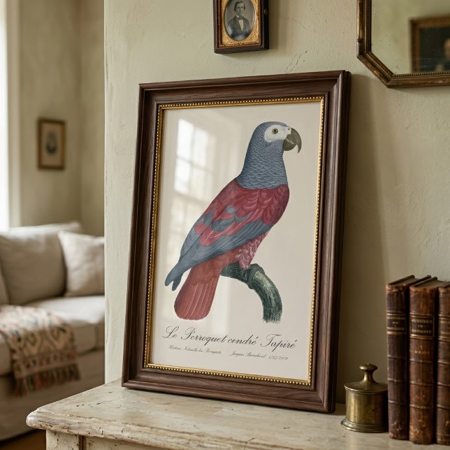 Impression Photo Perroquet Gris d'Afrique Psittacus Erithacus Facte (African Grey Parrot Red Factor Psittacus Erithacus. Photo Print)