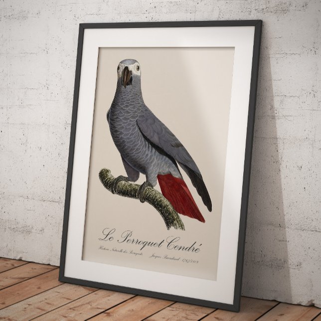 Impression Photo Perroquet gris, Psittacus erithacus, vintage (Le Perroquet Cendre - 19th century illustration. Photo Print)