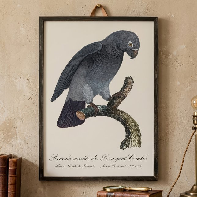 Impression Photo Perroquet gris Timneh, Psittacus Timneh (Timneh African Grey Parrot, Psittacus Timneh. Photo Print)