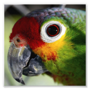Impression Photo Perroquet magnifique