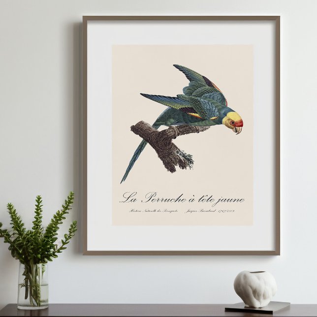 Impression Photo Perruche a Tete Jaune / Perruche de Caroline (Carolina parakeet, Conuropsis carolinensis. Photo Print)