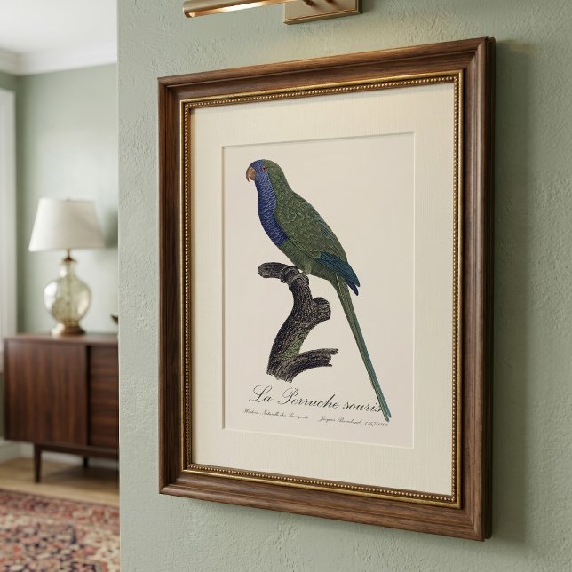 Impression Photo Perruche Moine, Myiopsitta Monachus (Monk Parakeet or Monk Parrot, Myiopsitta Monachus. Photo Print)