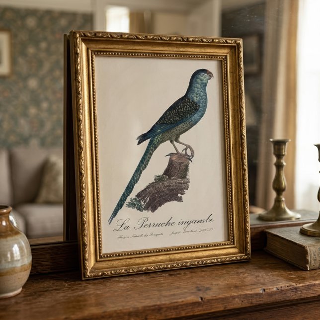 Impression Photo Perruche terrestre ou Perruche des marais, Pezopor (Ground Parrot or Swamp Parrot, Pezoporus Wallicus. Photo Print)