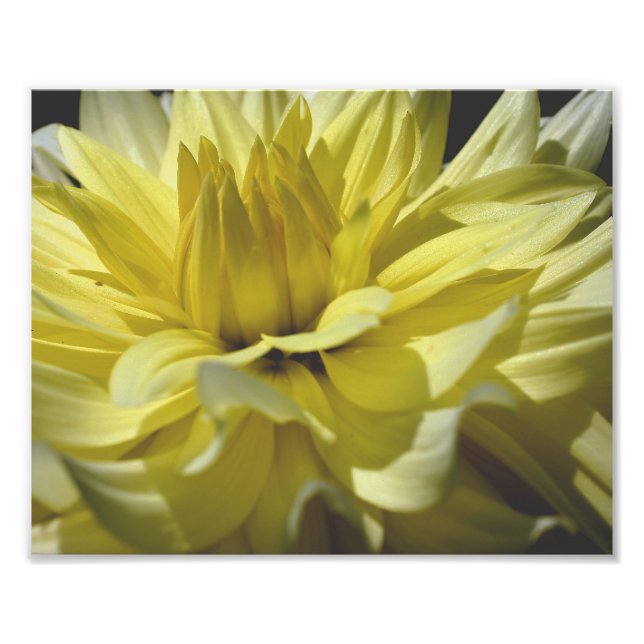 Impression Photo Pétales Dahlia Jaune 10x8 Fleur (Devant)