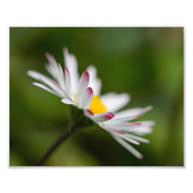 Impression Photo pétales de fleur (Devant)