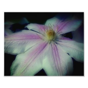 Impression Photo Pétales De Fleur Clematis Près 8x10