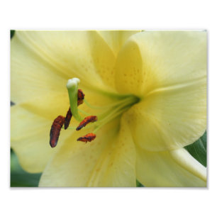 Impression Photo Pétales de fleurs jaunes 8x10