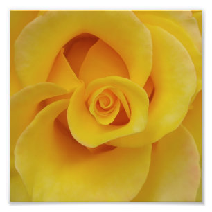 Impression Photo Pétales de rose jaune romantiques