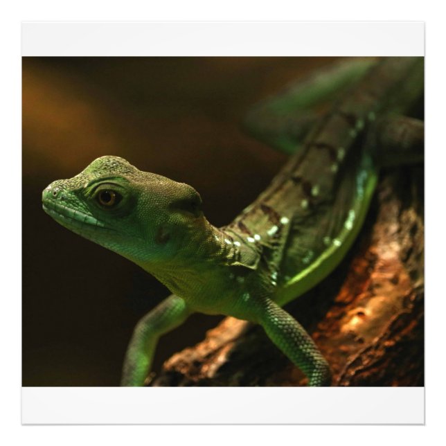 Impression Photo Petit Lézard (Devant)