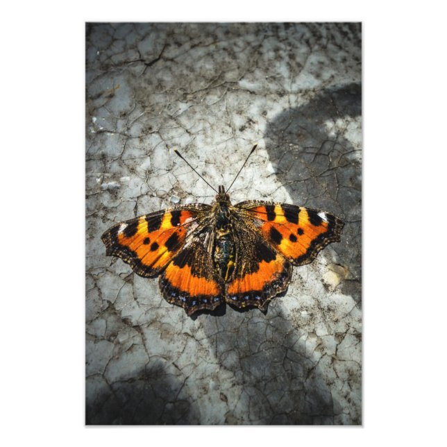 Impression Photo Petit papillon Tortoiseshell (Devant)