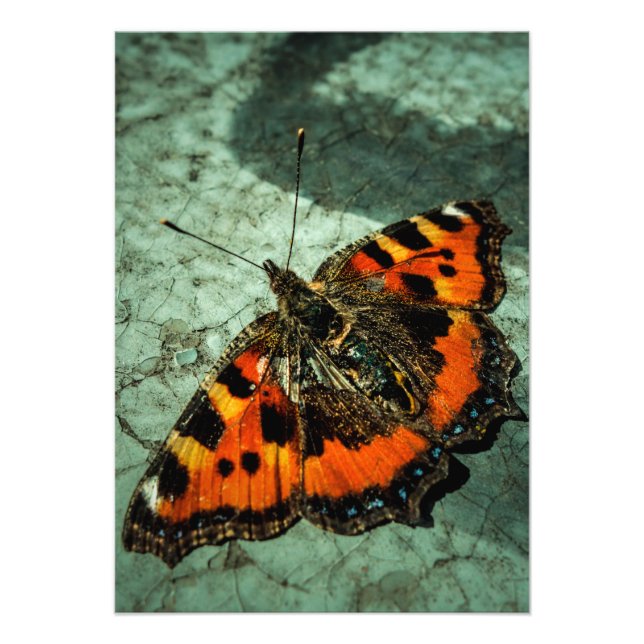 Impression Photo Petit papillon Tortoiseshell (Devant)