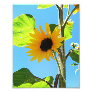 Impression Photo Petit tournesol jaune 8x10