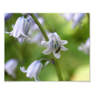 Impression Photo Petite Abeille Sur Bluebell Flower 10x8 Nature