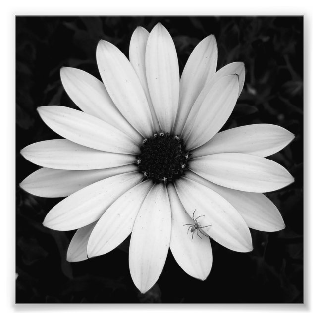 Impression Photo Petite araignée noire et blanche sur fleur (Devant)