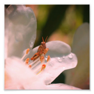 Impression Photo Petite sauterelle sur blanc Azalea Flower 8x8