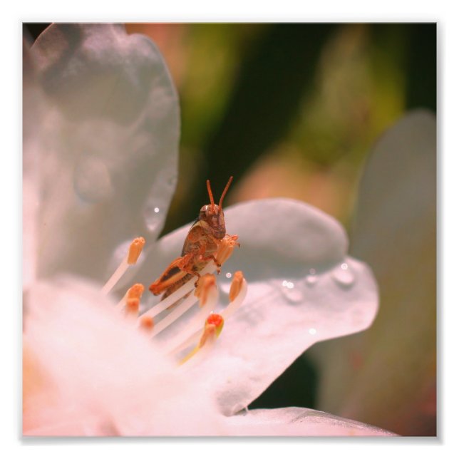 Impression Photo Petite sauterelle sur blanc Azalea Flower 8x8 (Devant)