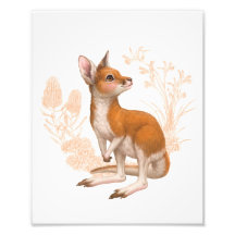 Petits Amis Australiens - Kangaroo - Couleur