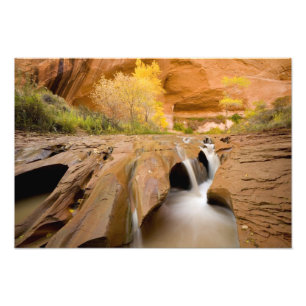 Impression Photo Peupliers en automne, Coyote Gulch, Glen