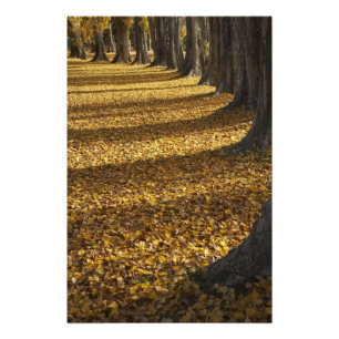 Impression Photo Peupliers en automne, lac Wanaka, Otago,