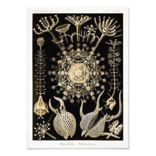 Impression Photo Phaeodaria   61 Or   Ernst Haeckel  