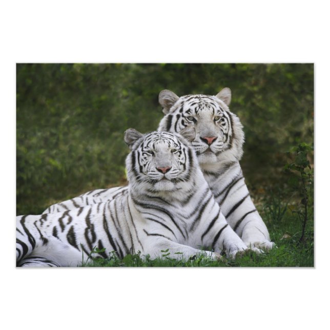 Impression Photo Phase blanche, Tigre du Bengale, Tigris (Devant)