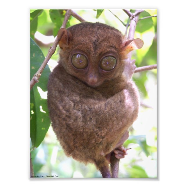 Impression Photo Philippine Tarsier (Devant)