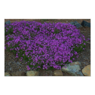Impression Photo Phlox de rampement