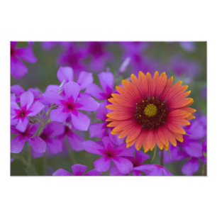 Impression Photo Phlox et couverture indienne près de Devine Texas