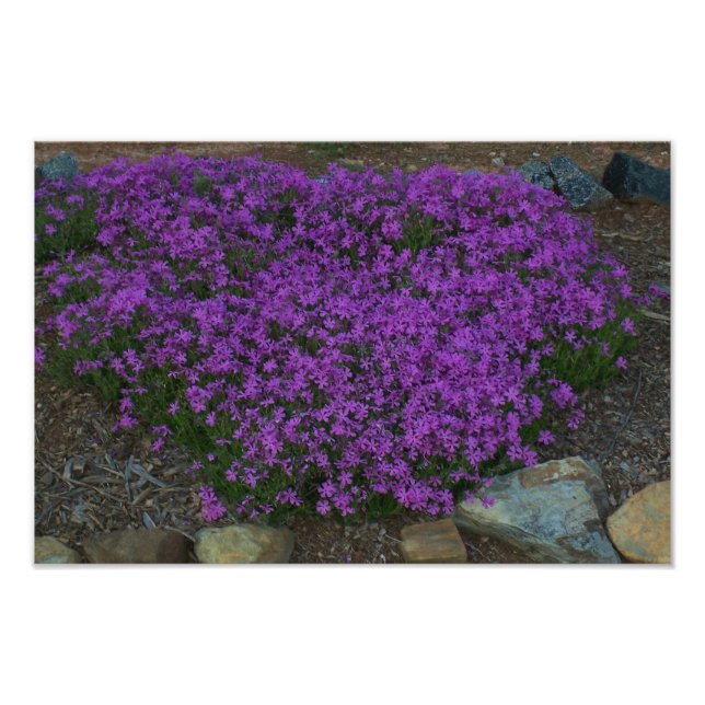 Impression Photo Phlox rampant (Devant)