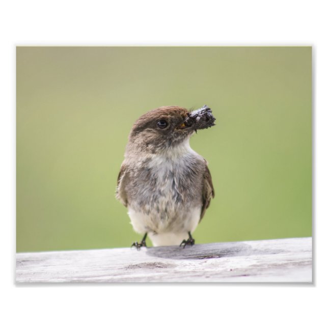 Impression Photo Phoebe Est Rassembler la boue pour le nid Imprimer (Devant)