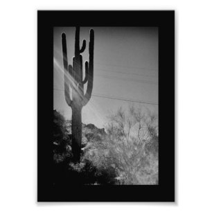 Impression Photo Phoenix Cactus