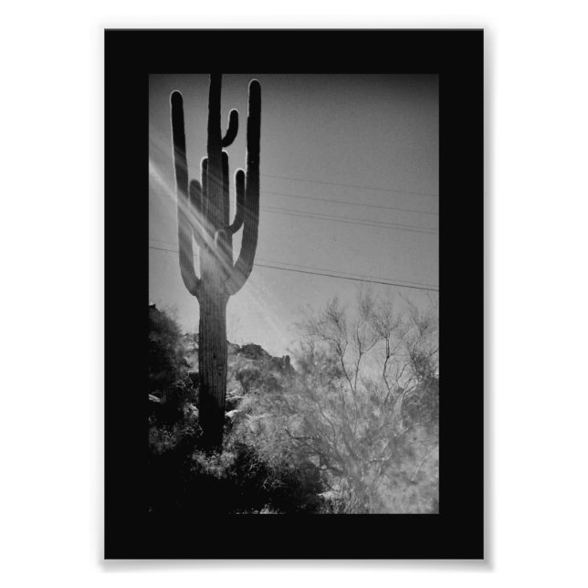 Impression Photo Phoenix Cactus (Devant)