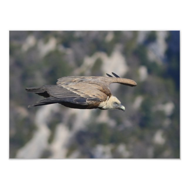 Impression Photo Photo/poster du vautour fauve  (Devant)