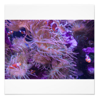 Impression Photo Photograph #Y008 on LARGE Photograph