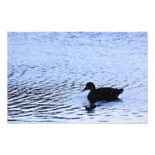 Impression Photo Photographe Lone Duck Wildlife Lake Water Ripples
