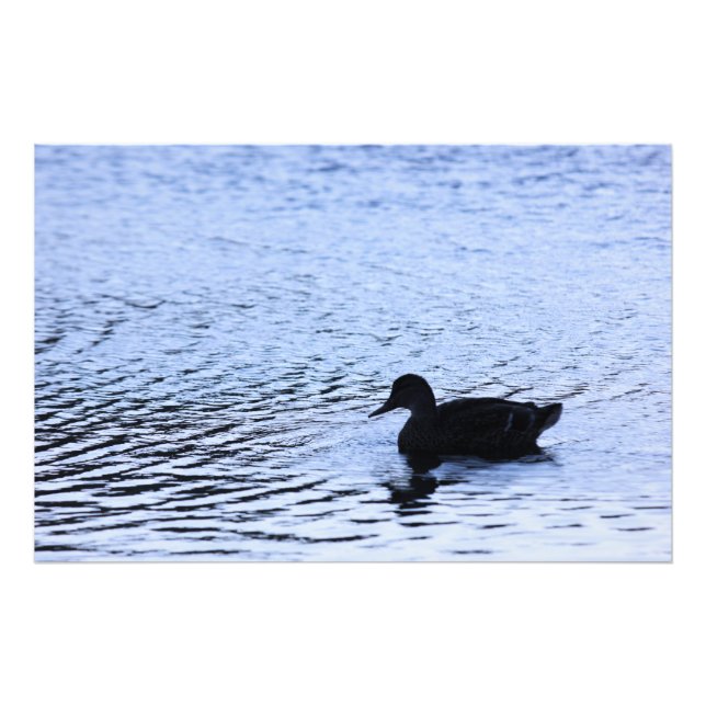 Impression Photo Photographe Lone Duck Wildlife Lake Water Ripples (Devant)