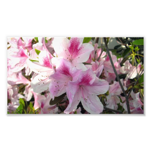 Impression Photo Photos couleur rose Azalea Floral (Devant)