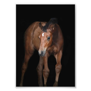 Impression Photo Photos de Foal et Horse de la ferme StarGazer