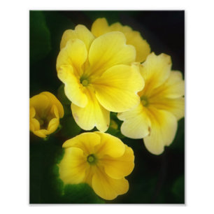 Impression Photo Photos de Jaune 8x10