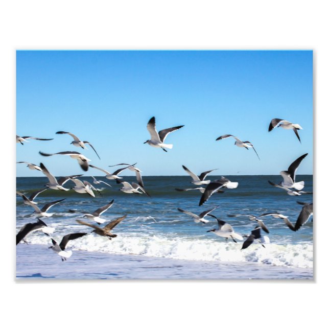 Impression Photo Photos de mouettes (Devant)