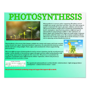 Impression Photo Photosynthèse