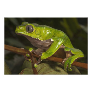 Impression Photo Phylloméduse bicolore (Phyllomedusa bicolor) 3