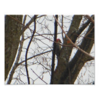 Pic à tête rouge