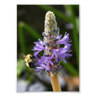 Impression Photo Pickerelweed et Bumblebee