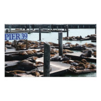 Pier 39 Sea Lions