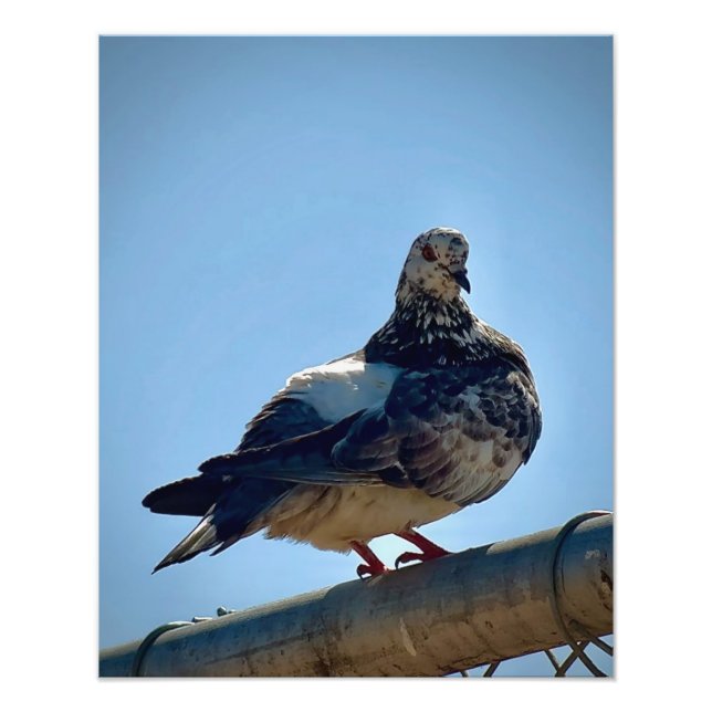 Impression Photo Pigeon (Devant)