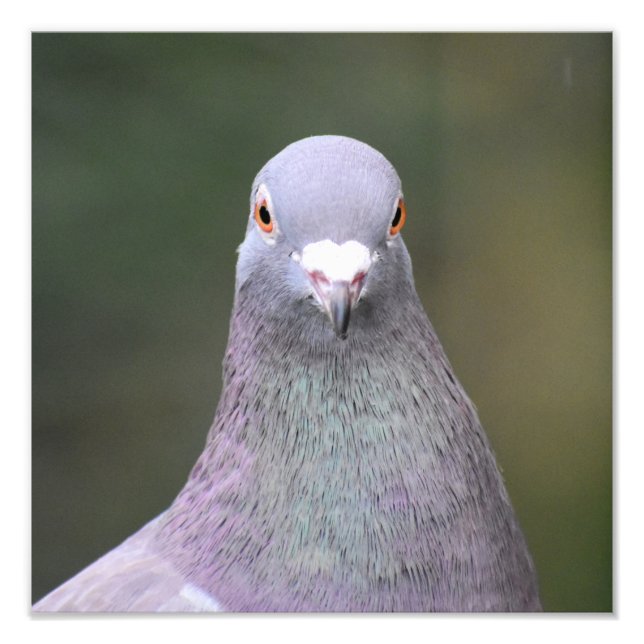 Impression Photo Pigeon (Devant)